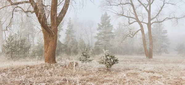 Lesní Park Mlze Úsvitu Mráz Sníh Mlha Měkké Sluneční Světlo — Stock fotografie