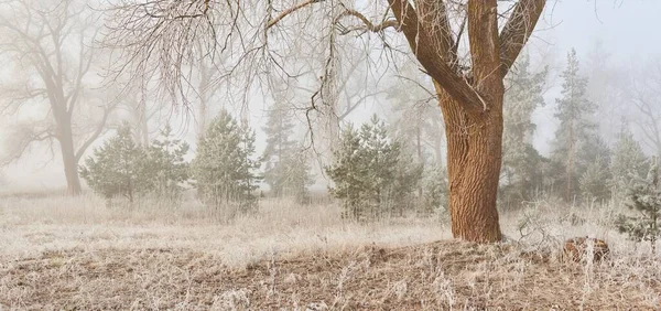 Gün doğumunda sisli bir orman parkında. Buz, kar, sis, yumuşak güneş ışığı. Güçlü ve genç ağaçlar, bitkiler. Baharın başında. Saf doğa, çevre, hava, iklim değişikliği. Temiz hava, eko turizm konsepti
