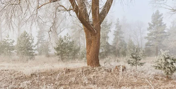 Gün doğumunda sisli bir orman parkında. Buz, kar, sis, yumuşak güneş ışığı. Güçlü ve genç ağaçlar, bitkiler. Baharın başında. Saf doğa, çevre, hava, iklim değişikliği. Temiz hava, eko turizm konsepti