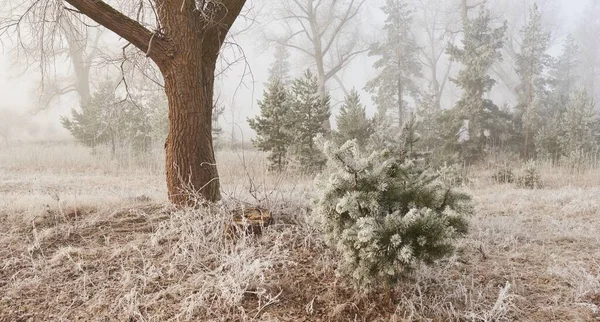 Gün doğumunda sisli bir orman parkında. Buz, kar, sis, yumuşak güneş ışığı. Güçlü ve genç ağaçlar, bitkiler. Baharın başında. Saf doğa, çevre, hava, iklim değişikliği. Temiz hava, eko turizm konsepti