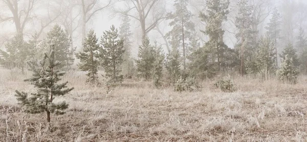 Gün doğumunda sisli bir orman parkında. Buz, kar, sis, yumuşak güneş ışığı. Güçlü ve genç ağaçlar, bitkiler. Baharın başında. Saf doğa, çevre, hava, iklim değişikliği. Temiz hava, eko turizm konsepti