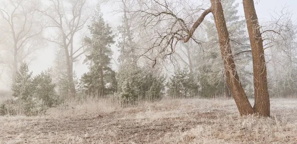 Parque Forestal Una Niebla Amanecer Escarcha Nieve Niebla Suave Luz — Foto de Stock