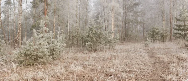 Gün doğumunda sisli bir orman parkında. Buz, kar, sis, yumuşak güneş ışığı. Güçlü ve genç ağaçlar, bitkiler. Baharın başında. Saf doğa, çevre, hava, iklim değişikliği. Temiz hava, eko turizm konsepti