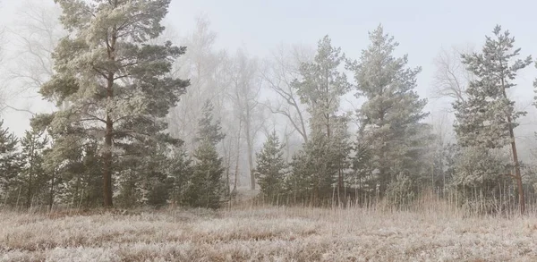 Gün doğumunda sisli bir orman parkında. Buz, kar, sis, yumuşak güneş ışığı. Güçlü ve genç ağaçlar, bitkiler. Baharın başında. Saf doğa, çevre, hava, iklim değişikliği. Temiz hava, eko turizm konsepti