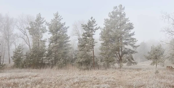 Gün doğumunda sisli bir orman parkında. Buz, kar, sis, yumuşak güneş ışığı. Güçlü ve genç ağaçlar, bitkiler. Baharın başında. Saf doğa, çevre, hava, iklim değişikliği. Temiz hava, eko turizm konsepti