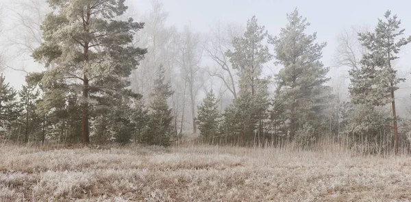 Gün doğumunda sisli bir orman parkında. Buz, kar, sis, yumuşak güneş ışığı. Güçlü ve genç ağaçlar, bitkiler. Baharın başında. Saf doğa, çevre, hava, iklim değişikliği. Temiz hava, eko turizm konsepti