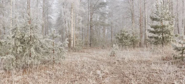 Parc Forestier Dans Brouillard Lever Soleil Froid Neige Brume Soleil — Photo