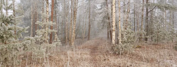 Gün doğumunda sisli bir orman parkında. Buz, kar, sis, yumuşak güneş ışığı. Güçlü ve genç ağaçlar, bitkiler. Baharın başında. Saf doğa, çevre, hava, iklim değişikliği. Temiz hava, eko turizm konsepti