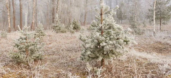 Gün doğumunda sisli bir orman parkında. Buz, kar, sis, yumuşak güneş ışığı. Güçlü ve genç ağaçlar, bitkiler. Baharın başında. Saf doğa, çevre, hava, iklim değişikliği. Temiz hava, eko turizm konsepti