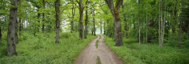 Yeşil bir orman parkında tek şeritli kırsal yol (ara yol, patika). Yaprak döken ağaçlar, bitkiler. Yumuşak güneş ışığı, güneş ışığı, güneş ışığı. Doğa, ekoloji, eko-turizm, yürüyüş, bisiklet, İskandinav yürüyüş temaları
