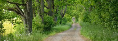 Yeşil bir orman parkında tek şeritli kırsal yol (ara yol, patika). Yaprak döken ağaçlar, bitkiler. Yumuşak güneş ışığı, güneş ışığı, güneş ışığı. Doğa, ekoloji, eko-turizm, yürüyüş, bisiklet, İskandinav yürüyüş temaları