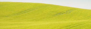 Tarlaya sürülmüş bir tarlanın yeşil tepeleri. Idyllic yaz kırsal manzarası. Saf doğa, çevre, çiftlik, kırsal yaşam, eko-turizm. Panoramik görünüm