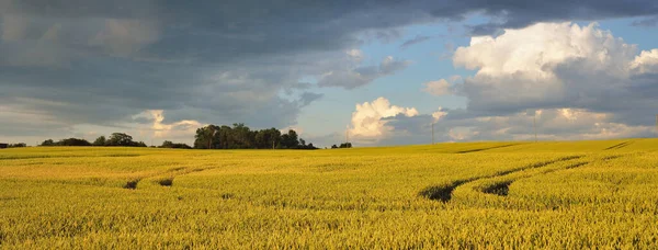 Epic Sunset Sky Green Plowed Agricultural Field Forest Dramatic Glowing — Stock Photo, Image