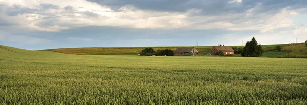 Epic Sunset Sky Green Plowed Agricultural Field Forest Dramatic Glowing — Stock Photo, Image