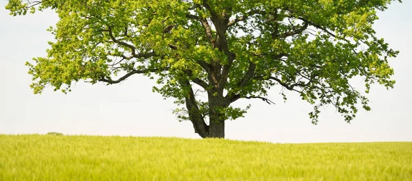 Roble Poderoso Solitario Campo Agrícola Arado Verde Día Soleado Verano — Foto de Stock