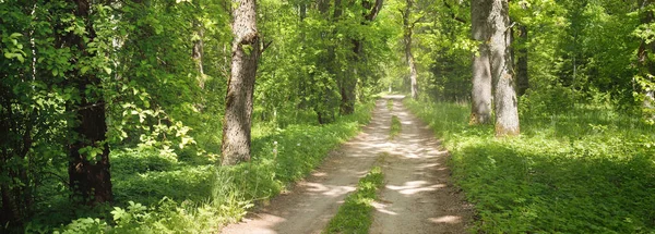 Yeşil bir orman parkında tek şeritli kırsal yol (ara yol, patika). Yaprak döken ağaçlar, bitkiler. Yumuşak güneş ışığı, güneş ışığı, güneş ışığı. Doğa, ekoloji, eko-turizm, yürüyüş, bisiklet, İskandinav yürüyüş temaları