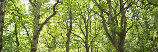 Однополосная Сельская Дорога Тропинка Зеленом Летнем Лесопарке Лиственные Деревья Растения — стоковое фото