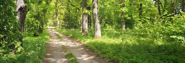 Single lane rural road (alley, pathway) in a green summer forest park. Deciduous trees, plants. Soft sunlight, sunbeams, sunshine. Nature, ecology, ecotourism, hiking, cycling, nordic walking themes