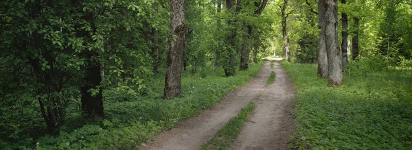 Strada Rurale Corsia Singola Vicolo Sentiero Verde Parco Forestale Estivo — Foto Stock