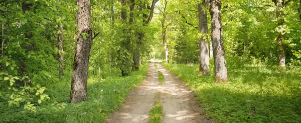 Yeşil bir orman parkında tek şeritli kırsal yol (ara yol, patika). Yaprak döken ağaçlar, bitkiler. Yumuşak güneş ışığı, güneş ışığı, güneş ışığı. Doğa, ekoloji, eko-turizm, yürüyüş, bisiklet, İskandinav yürüyüş temaları