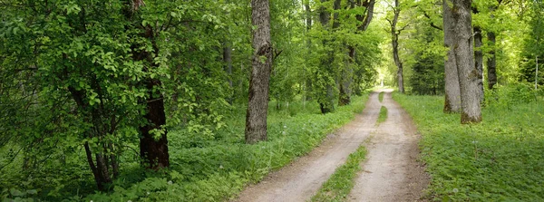 Single lane rural road (alley, pathway) in a green summer forest park. Deciduous trees, plants. Soft sunlight, sunbeams, sunshine. Nature, ecology, ecotourism, hiking, cycling, nordic walking themes