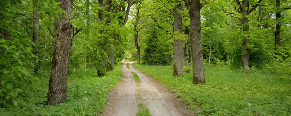 Estrada Rural Pista Única Beco Caminho Parque Florestal Verão Verde — Fotografia de Stock