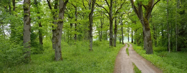 Route Rurale Voie Unique Ruelle Sentier Dans Parc Forestier Estival — Photo