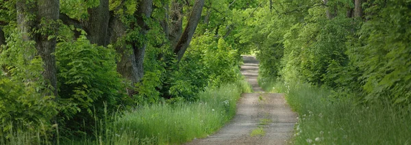 Jednopasmowa Droga Wiejska Aleja Ścieżka Zielonym Letnim Parku Leśnym Drzewa — Zdjęcie stockowe