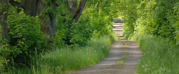 Yeşil bir orman parkında tek şeritli kırsal yol (ara yol, patika). Yaprak döken ağaçlar, bitkiler. Yumuşak güneş ışığı, güneş ışığı, güneş ışığı. Doğa, ekoloji, eko-turizm, yürüyüş, bisiklet, İskandinav yürüyüş temaları