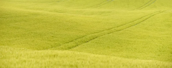 Зеленые Холмы Вспаханного Сельскохозяйственного Поля Идиллическая Летняя Сельская Сцена Чистая — стоковое фото