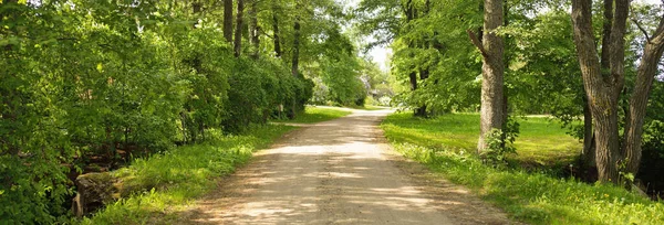 Single Lane Rural Road Alley Pathway Green Summer Forest Park — Stock Photo, Image