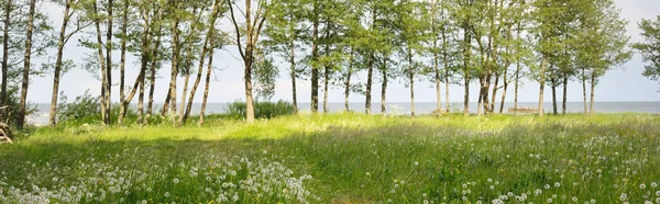 Parque Florestal Verde Perto Mar Báltico Dia Claro Árvores Plantas — Fotografia de Stock