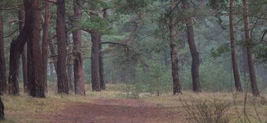 Karanlık mistik kuzey yemyeşil ormanı. Siste güçlü çam ağaçları. Atmosferik manzara. Fantezi, masal, sessizlik. Doğa, çevre koruma. Panoramik resim