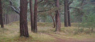 Karanlık mistik kuzey yemyeşil ormanı. Siste güçlü çam ağaçları. Atmosferik manzara. Fantezi, masal, sessizlik. Doğa, çevre koruma. Panoramik resim