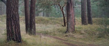 Karanlık mistik kuzey yemyeşil ormanı. Siste güçlü çam ağaçları. Atmosferik manzara. Fantezi, masal, sessizlik. Doğa, çevre koruma. Panoramik resim