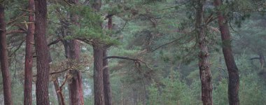 Karanlık mistik kuzey yemyeşil ormanı. Siste güçlü çam ağaçları. Atmosferik manzara. Fantezi, masal, sessizlik. Doğa, çevre koruma. Panoramik resim