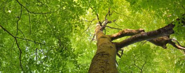 Yeşil yaz kayın ormanının panoramik manzarası. Kudretli ağaçların arasından gün ışığı. Çevresel koruma, ekoloji, saf doğa, eko-turizm. Idyllic manzara