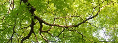 Yeşil yaz kayın ormanının panoramik manzarası. Kudretli ağaçların arasından gün ışığı. Çevresel koruma, ekoloji, saf doğa, eko-turizm. Idyllic manzara