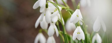 Çiçek açan orman çayırı, beyaz Galanthus (kar damlaları) yakın plan. Avrupa 'da ilkbahar başı. Saf doğa, çevre koruma, ekoloji, peyzaj, bahçıvanlık, parfüm. Barış ve neşe kavramları