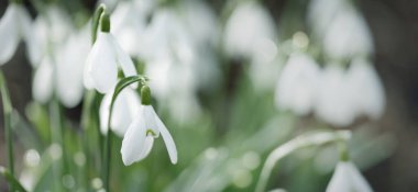 Çiçek açan orman çayırı, beyaz Galanthus (kar damlaları) yakın plan. Avrupa 'da ilkbahar başı. Saf doğa, çevre koruma, ekoloji, peyzaj, bahçıvanlık, parfüm. Barış ve neşe kavramları