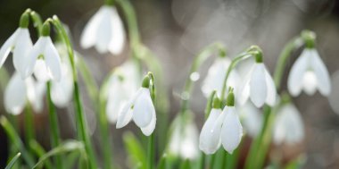 Çiçek açan orman çayırı, beyaz Galanthus (kar damlaları) yakın plan. Avrupa 'da ilkbahar başı. Saf doğa, çevre koruma, ekoloji, peyzaj, bahçıvanlık, parfüm. Barış ve neşe kavramları