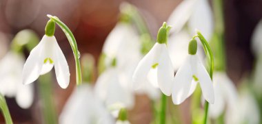 Çiçek açan orman çayırı, beyaz Galanthus (kar damlaları) yakın plan. Avrupa 'da ilkbahar başı. Saf doğa, çevre koruma, ekoloji, peyzaj, bahçıvanlık, parfüm. Barış ve neşe kavramları
