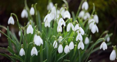 Çiçek açan orman çayırı, beyaz Galanthus (kar damlaları) yakın plan. Avrupa 'da ilkbahar başı. Saf doğa, çevre koruma, ekoloji, peyzaj, bahçıvanlık, parfüm. Barış ve neşe kavramları