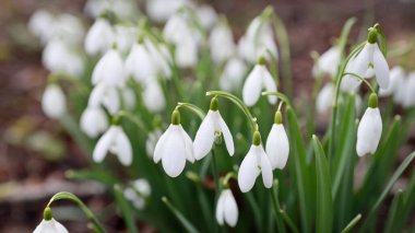Çiçek açan beyaz Galanthus ormanının zemininde. Avrupa 'da ilkbahar başı. Saf doğa, çevre koruma, ekoloji, bahçıvanlık, peyzaj, vatandaşlık. Makrofotoğrafçılık