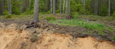 Evergreen Ormanı 'nda kum hendeği. Güçlü ağaçlar, bitkiler, yosunlar, ağaç kütükleri. Atmosferik yaz manzarası. Ekoloji, yürüyüş, ekoloji, çevre koruma, doğa, ormansızlaşma, kereste endüstrisi