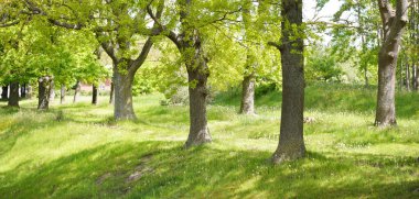 Güneşli bir bahar gününde yeşil yaprak döken bir orman parkında (ara yol). Güçlü ağaçlar. Yumuşak güneş ışığı, güneş ışınları. Doğa, çevre koruma, ekoloji, eko-turizm, kuzey yürüyüşü, bisiklet