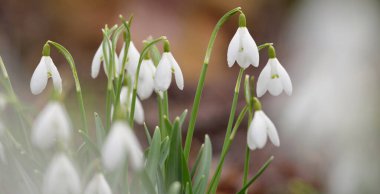 Çiçek açan orman çayırı, beyaz Galanthus (kar damlaları) yakın plan. Avrupa 'da ilkbahar başı. Saf doğa, çevre koruma, ekoloji, peyzaj, bahçıvanlık, parfüm. Barış ve neşe kavramları