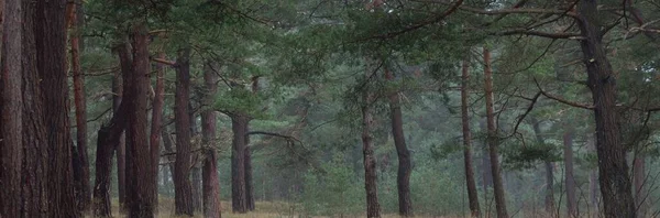 Karanlık mistik kuzey yemyeşil ormanı. Siste güçlü çam ağaçları. Atmosferik manzara. Fantezi, masal, sessizlik. Doğa, çevre koruma. Panoramik resim