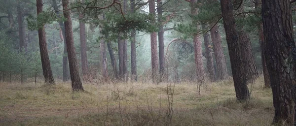 Karanlık mistik kuzey yemyeşil ormanı. Siste güçlü çam ağaçları. Atmosferik manzara. Fantezi, masal, sessizlik. Doğa, çevre koruma. Panoramik resim