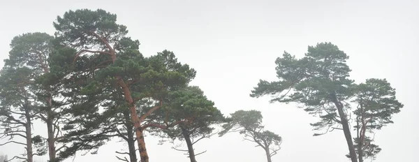 Mighty Pine Trees Fog Majestic Evergreen Forest Overcast Day Atmospheric — Foto Stock